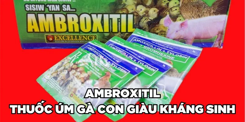 Thuốc Úm Gà Con Là Gì? Phân Loại & Cách Sử Dụng 2024 3 Trang Chủ Jun88.com #1 Việt Nam Ambroxitil - Thuốc úm gà con giàu kháng sinh