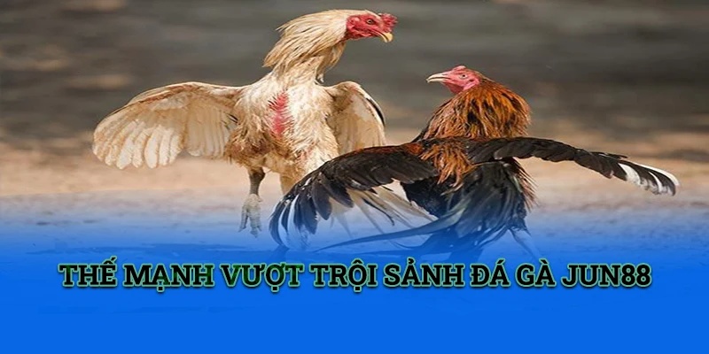 DIG Đá Gà - Sảnh Cược Chọi Gà Hấp Dẫn Hot Nhất 2024 2 Trang Chủ Jun88.com #1 Việt Nam Website được xây dựng trực quan để thành viên dễ dàng sử dụng